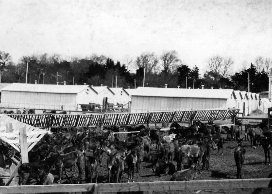 Des dizaines de mulets sont parqués dans les écuries improvisées au niveau du casino de Saint-Nazaire servant de dépôt au service de remonte américain pendant la Première Guerre mondiale.