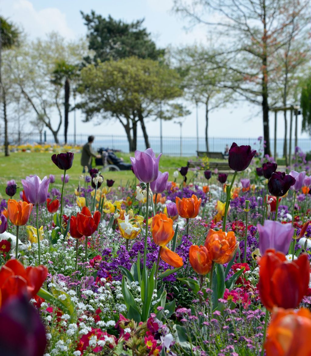 Vue du jardin des plantes de Saint-Nazaire avec un gros plants sur des fleurs de printemps (tulipes) et avec la mer en fond.