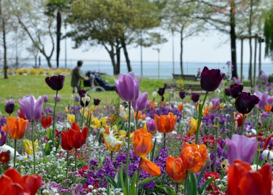 Vue du jardin des plantes de Saint-Nazaire avec un gros plants sur des fleurs de printemps (tulipes) et avec la mer en fond.